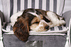 schlafender English Cocker Spaniel Welpe