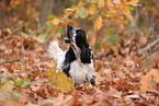 English Cocker Spaniel im Herbst