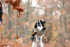 English Cocker Spaniel im Herbst