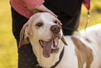 English Pointer Portrait