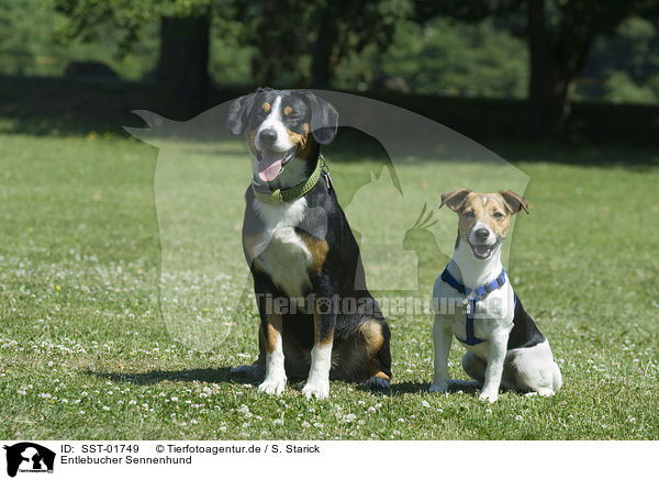 Entlebucher Sennenhund / SST-01749