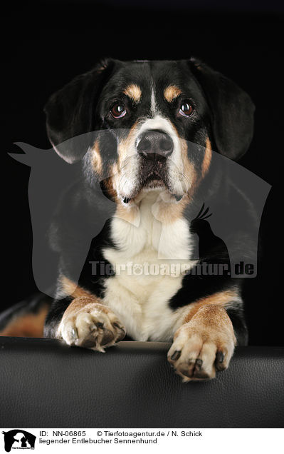 liegender Entlebucher Sennenhund / lying Entlebucher Mountain Dog / NN-06865