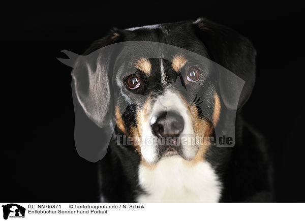 Entlebucher Sennenhund Portrait / Entlebucher Mountain Dog Portrait / NN-06871