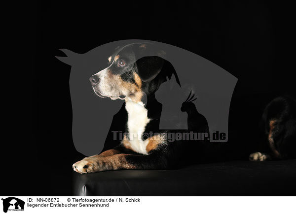 liegender Entlebucher Sennenhund / lying Entlebucher Mountain Dog / NN-06872