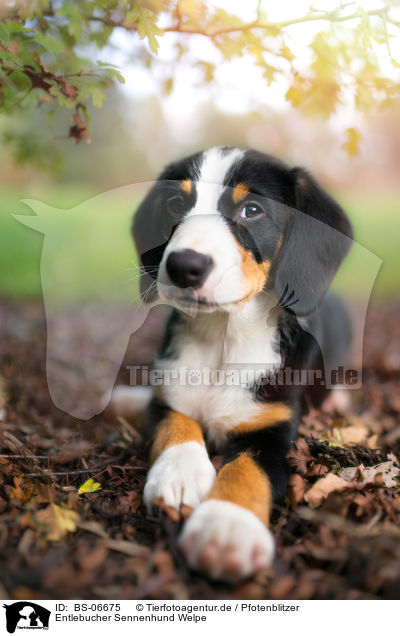 Entlebucher Sennenhund Welpe / BS-06675