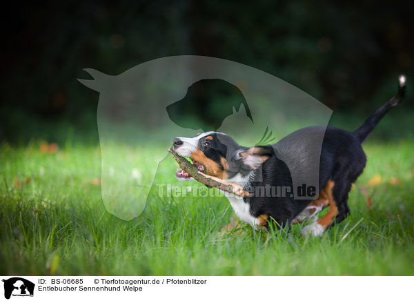 Entlebucher Sennenhund Welpe / BS-06685