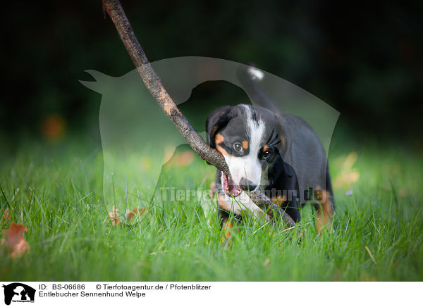 Entlebucher Sennenhund Welpe / BS-06686