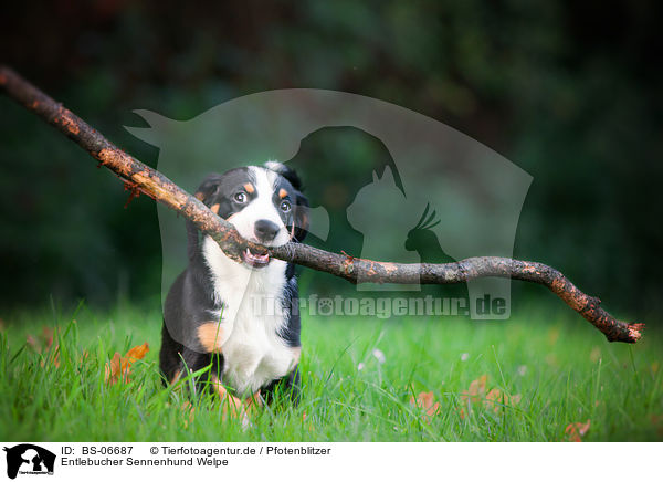 Entlebucher Sennenhund Welpe / BS-06687