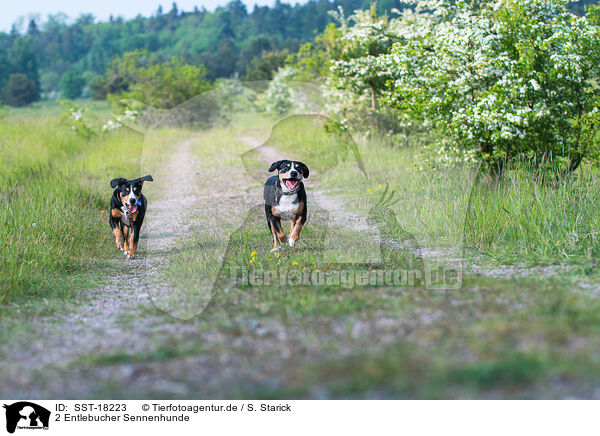 2 Entlebucher Sennenhunde / 2 Entlebucher Mountain Dogs / SST-18223