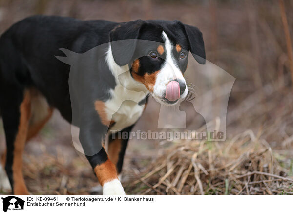 Entlebucher Sennenhund / Entlebuch Mountain Dog / KB-09461