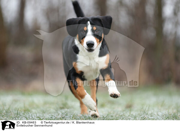Entlebucher Sennenhund / Entlebuch Mountain Dog / KB-09463