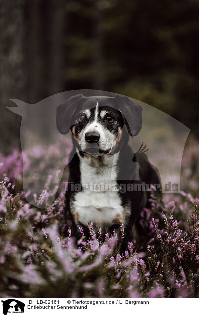 Entlebucher Sennenhund / Entlebuch Mountain Dog / LB-02161