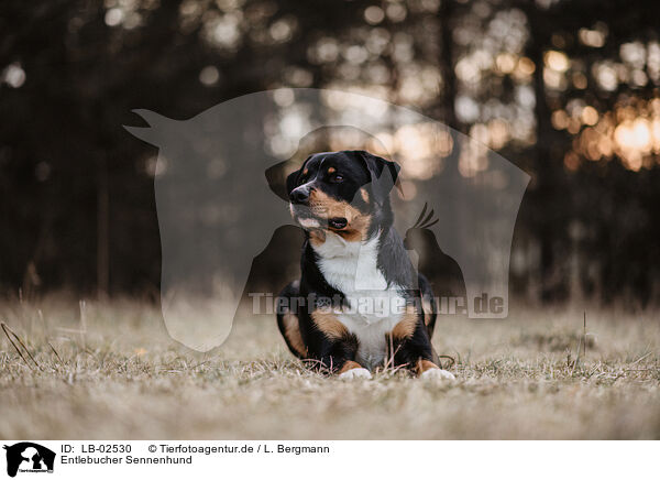 Entlebucher Sennenhund / Entlebuch Mountain Dog / LB-02530