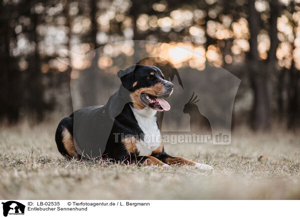 Entlebucher Sennenhund / Entlebuch Mountain Dog / LB-02535