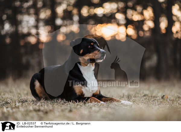 Entlebucher Sennenhund / Entlebuch Mountain Dog / LB-02537