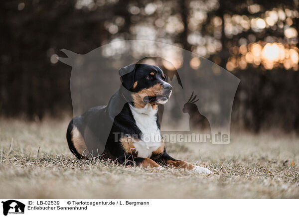 Entlebucher Sennenhund / Entlebuch Mountain Dog / LB-02539