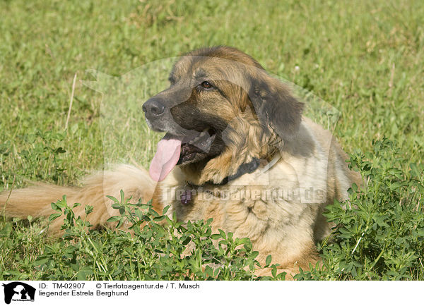 liegender Estrela Berghund / lying Estrela-dog / TM-02907