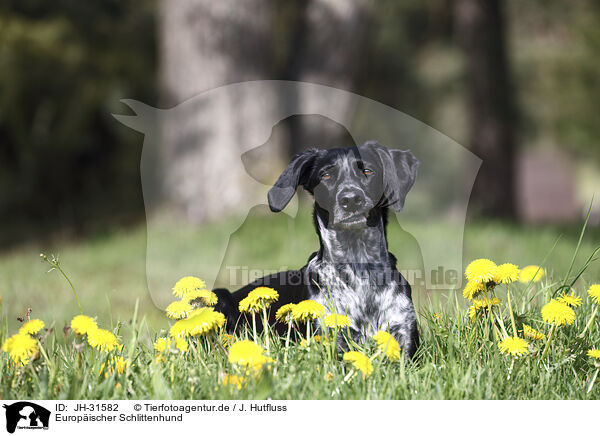 Europischer Schlittenhund / JH-31582