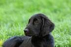 Flat Coated Retriever Welpe