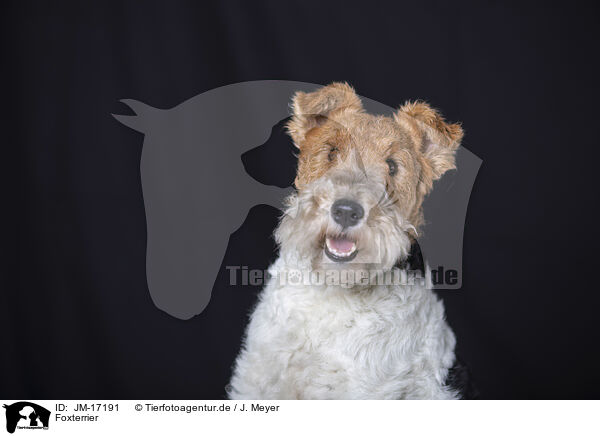 Foxterrier / JM-17191