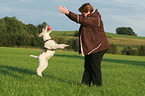 springender Foxterrier