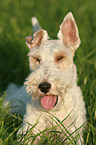 liegender Foxterrier