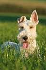 liegender Foxterrier