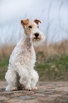 sitzender Foxterrier