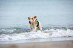 rennender Foxterrier