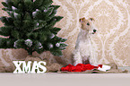 Foxterrier mit Weihnachtsdekoration