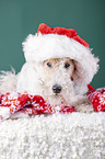 Foxterrier mit Weihnachtsdekoration