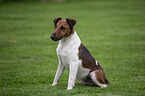 sitzender Foxterrier