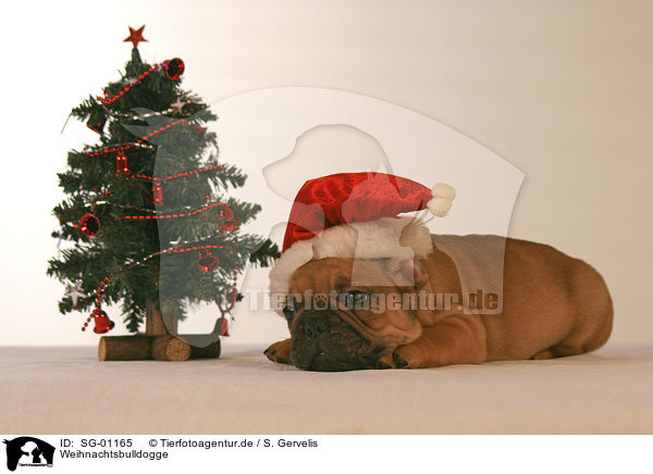 Weihnachtsbulldogge / SG-01165
