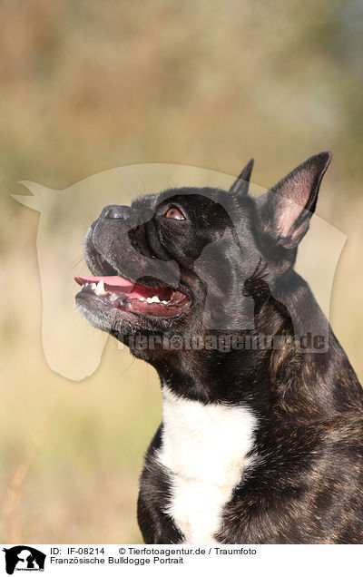 Franzsische Bulldogge Portrait / IF-08214