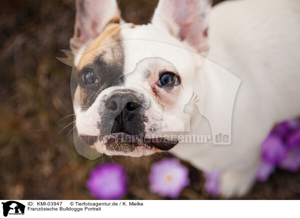 Franzsische Bulldogge Portrait / French Bulldog Portrait / KMI-03947