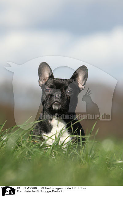 Franzsische Bulldogge Portrait / French Bulldog Portrait / KL-12908