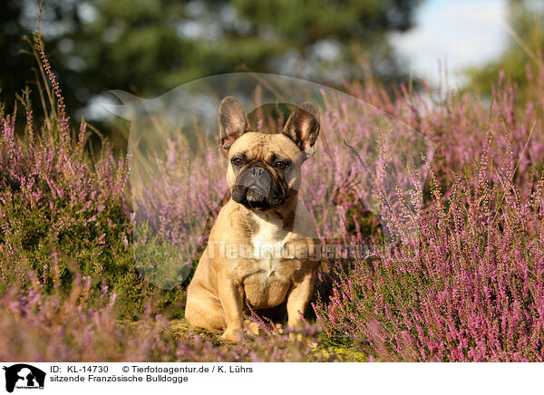 sitzende Franzsische Bulldogge / sitting French Bulldog / KL-14730