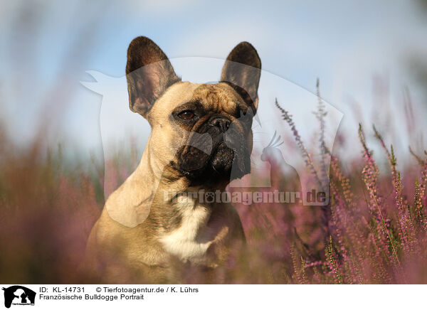 Franzsische Bulldogge Portrait / French Bulldog Portrait / KL-14731