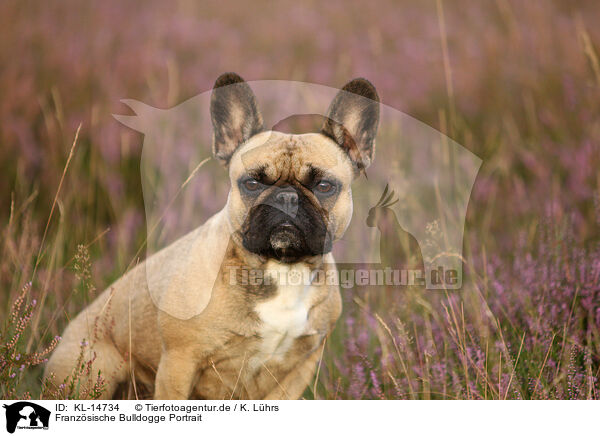 Franzsische Bulldogge Portrait / French Bulldog Portrait / KL-14734