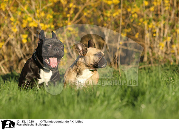 Franzsische Bulldoggen / French Bulldogs / KL-15201
