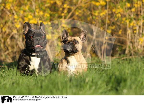 Franzsische Bulldoggen / French Bulldogs / KL-15202