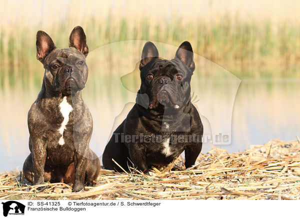 Franzsische Bulldoggen / French Bulldogs / SS-41325