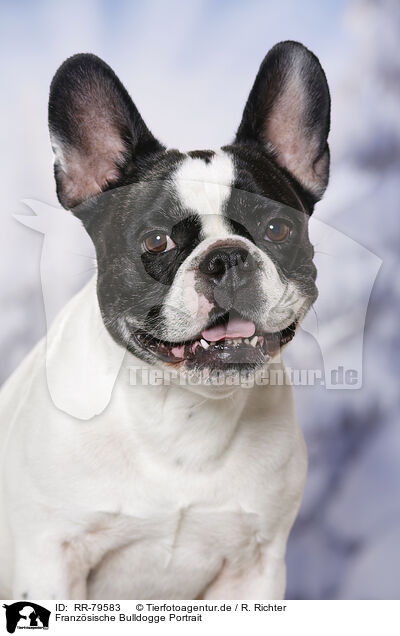 Franzsische Bulldogge Portrait / French Bulldog Portrait / RR-79583