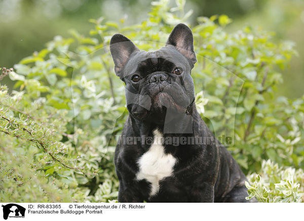 Franzsische Bulldogge Portrait / French Bulldog Portrait / RR-83365