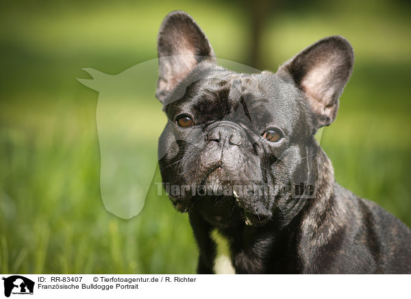 Franzsische Bulldogge Portrait / French Bulldog Portrait / RR-83407