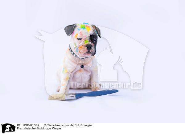 Franzsische Bulldogge Welpe / French Bulldog Puppy / HSP-01352