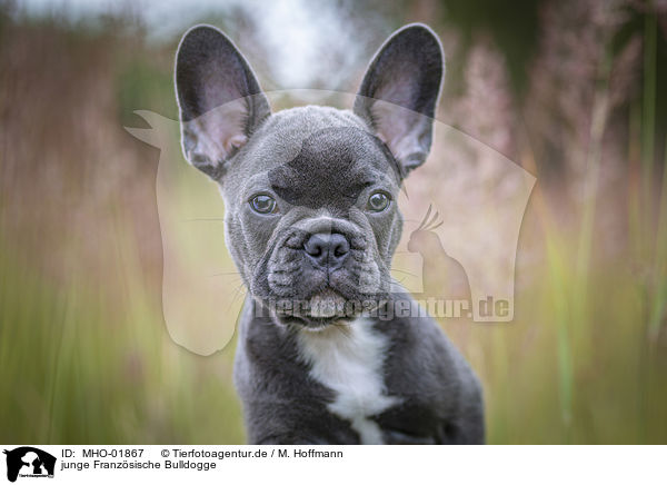 junge Franzsische Bulldogge / young French Bulldog / MHO-01867
