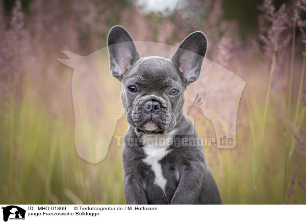junge Franzsische Bulldogge / young French Bulldog / MHO-01869