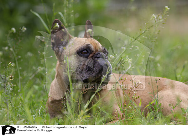 Franzsische Bulldogge / french bulldog / JM-04667