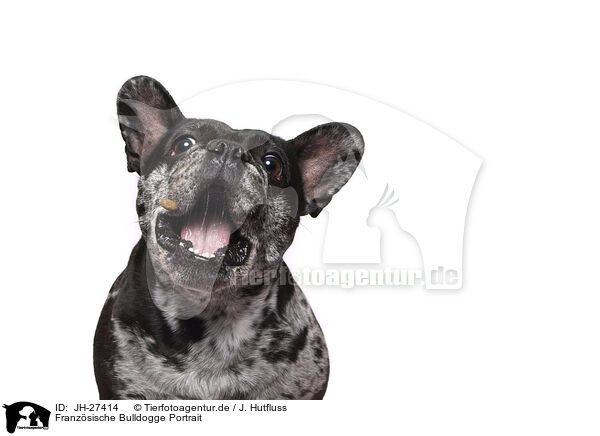 Franzsische Bulldogge Portrait / JH-27414